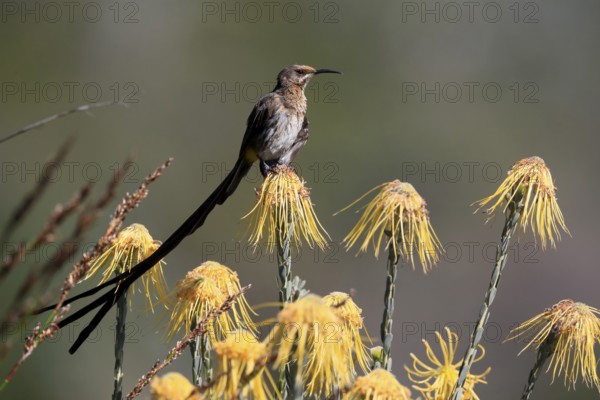 Cape Honeybird (Promerops cafer), adult, male, on flower, Protea, vigilant, Kirstenbosch Botanical Gardens, Cape Town, South Africa, Africa