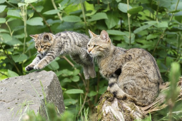 A small kitten jumps down from a stone while a cat watches, wildcat (Felis silvestris), kittens, Germany, Europe