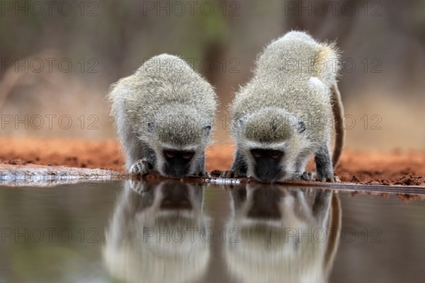 Vervet Monkey (Chlorocebus pygerythrus), adult, two animals, drinking, at the water, Kruger National Park, Kruger National Park, Kruger National Park South Africa