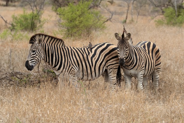 Burchell's zebra (Equus quagga burchelli), Burchell's zebra, adult, two animals, foraging, Kruger National Park, Kruger National Park, Kruger National Park South Africa