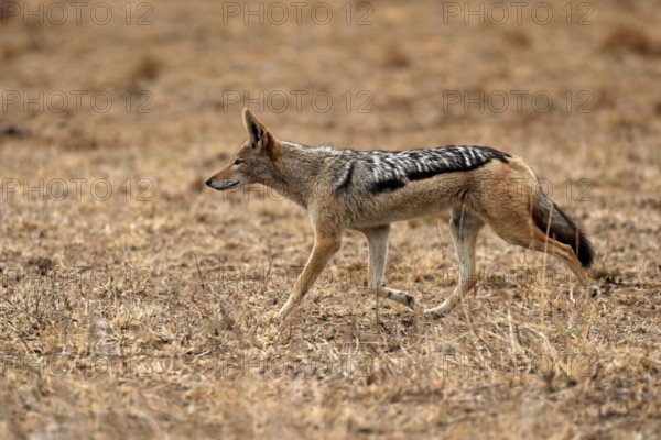 Black-backed jackal (Lupulella mesomelas), adult, alert, stalking, foraging, Kruger National Park, Kruger National Park, Kruger National Park South Africa