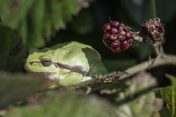 Tree frog (Hyla arborea), Lower Saxony, Germany, Europe
