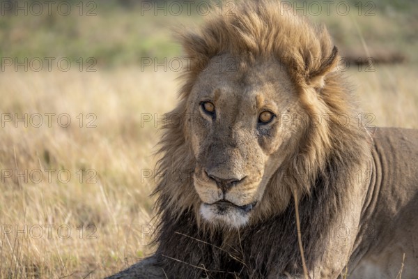 Lion (Panthera leo), animal portrait, adult male, lying in dry grass, Khwai, Okavango Delta, Moremi Game Reserve, Botswana, Africa