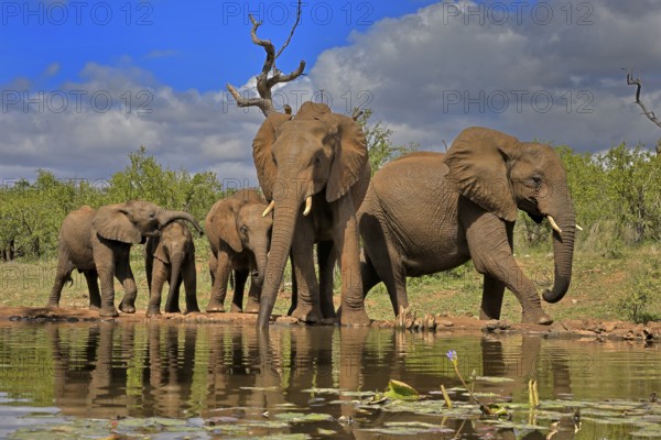 African elephant (Loxodonta africana), adult, juvenile, group with juveniles, at the water, drinking, group, Kruger National Park, Kruger National Park, South Africa, Africa
