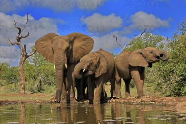 African elephant (Loxodonta africana), adult, juvenile, group with juveniles, at the water, drinking, group, Kruger National Park, Kruger National Park, South Africa, Africa