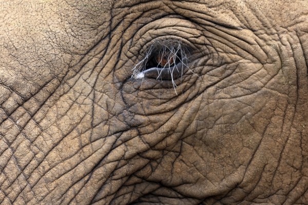 African elephant (Loxodonta africana), adult, portrait, eye, detail, Kruger National Park, Kruger National Park, South Africa, Africa