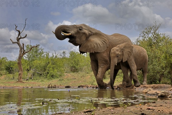 African elephant (Loxodonta africana), adult, bull, male, young, bull with young, at the water, drinking, Kruger National Park, Kruger National Park, South Africa, Africa