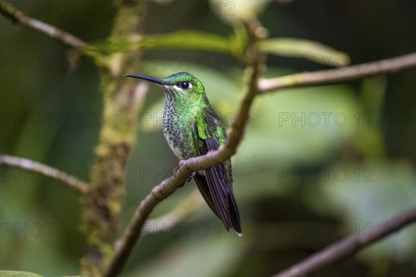 Green-fronted Brilliant Hummingbird (Heliodoxa jacula) sitting on a branch, Monteverde Cloud Forest, Monte Verde, Costa Rica, Central America
