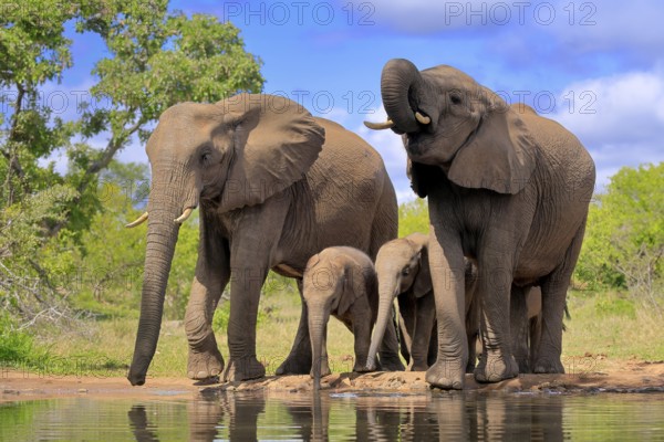 African elephant (Loxodonta africana), juvenile, mother, adult, female, group, at the water, drinking, Kruger National Park, Kruger National Park, South Africa, Africa