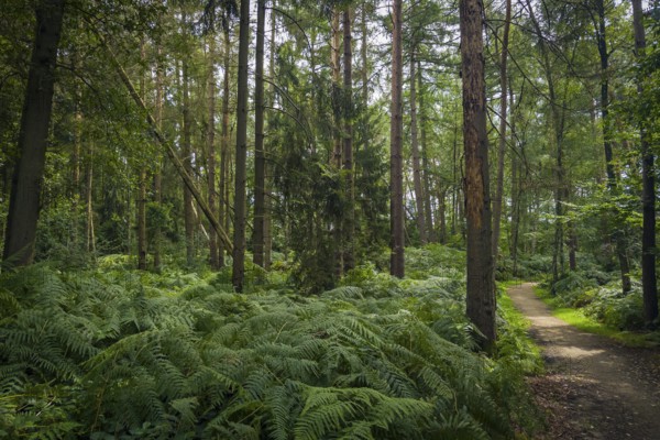 Wendelmannweg, forest path, walk cycle tour, cycle path, forest, nature, forest, nobody, Bad Bentheim, Germany, Europe