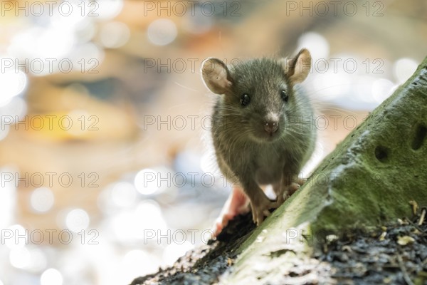 A juvenile Norway rat (Rattus norvegicus) sitting attentively at the edge of a tree trunk in the wild, eye contact, Hesse, Germany, Europe