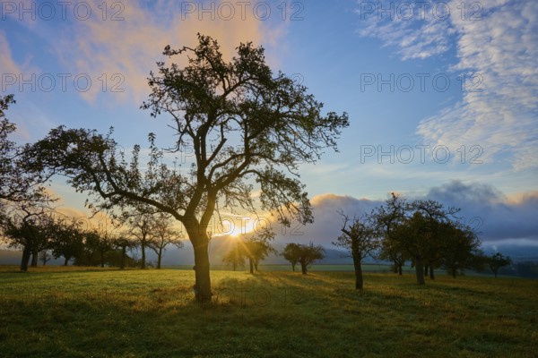 Sunrise in a wide landscape with orchard meadow, apple tree, and clouds in the sky, autumn, Eichelsbach, Elsenfeld, Spessart, Bavaria, Germany, Europe