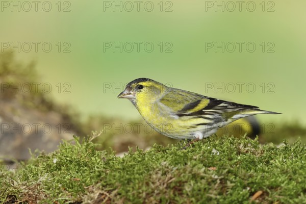 Eurasian siskin (Carduelis spinus), male sitting on moss, mossy ground, Wilnsdorf, North Rhine-Westphalia, Germany, Europe