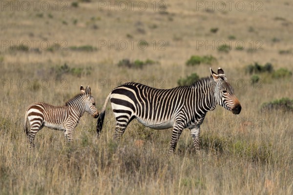Cape Mountain Zebra (Equus zebra zebra), adult, juvenile, mother with juvenile, female, Mountain Zebra National Park, Eastern Cape, South Africa, Africa