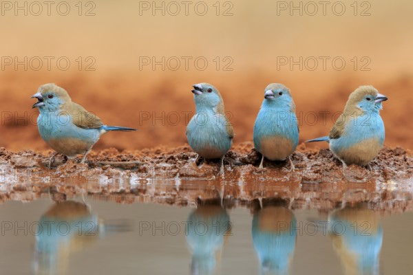Blue-winged Oriole (Uraeginthus angolensis), Angola Butterfly Finch, adult, at the water, group, drinking, Kruger National Park, Kruger National Park, Krugerpark, South Africa, Africa