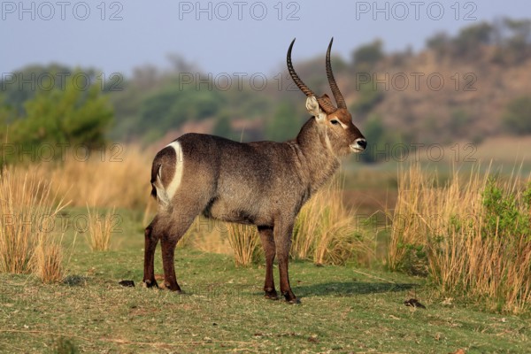 Ellipsen waterbuck (Kobus ellipsiprymnus), adult, male, foraging, vigilant, Kruger National Park, Kruger National Park, Krugerpark, South Africa, Africa