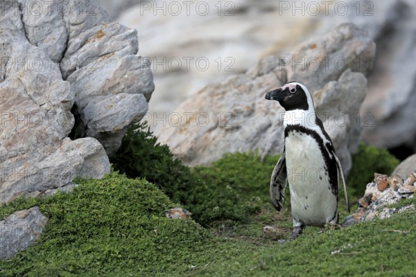 African penguin (Spheniscus demersus), adult, on land, Betty's Bay, Stony Point Nature Reserve, Western Cape, South Africa, Africa