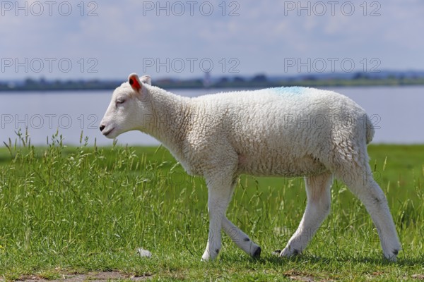 Domestic sheep (Ovis gmelini aries), lamb running on dyke at the river Elbe, animal child, Wedeler Elbmarsch, Wedel, Schleswig-Holstein, Germany, Europe
