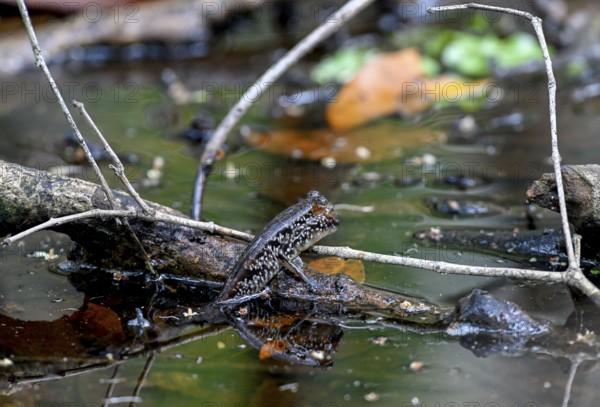 Atlantic mudskipper (Periophthalmus barbarus), Loango National Park, Parc National de Loango, Ogooué-Maritime Province, Gabon, Africa