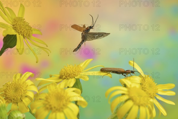Tooth-necked click beetle (Denticollis linearis) in flight over the flowers of St James' ragwort8Jacobaea vulgaris)