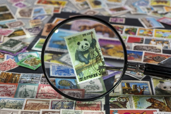 Stamp collection, collecting, postage stamps, postage stamps from different countries, magnifying glass, stamp with panda bear from North Korea