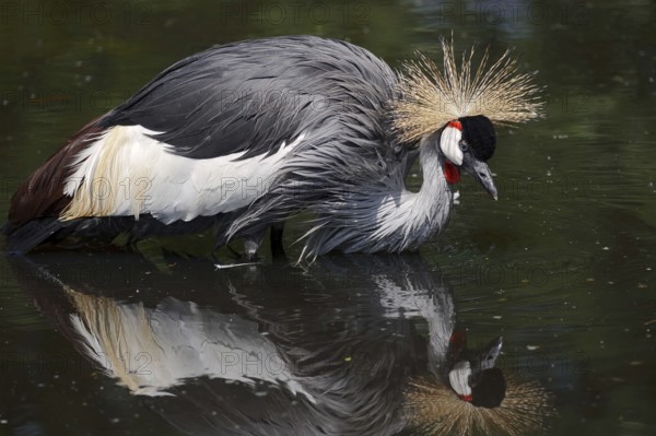 Gray crowned-crane (Balearica regulorum) bathing in water, captive, occurrence in Africa