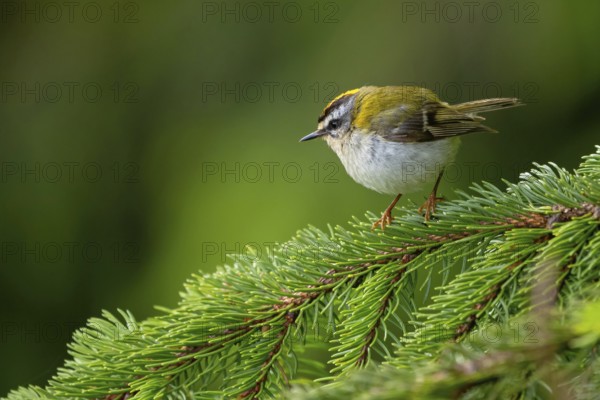 Goldcrest, Regulus ignicapillus, Luce, Mountain area, Luce, Styria, Slovenia, Europe