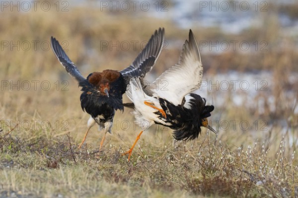 Ruff (Calidris pugnax) two males in breeding plumage at lek, fighting over female, Pokka, Finnish Lapland
