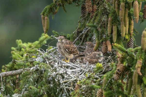 Common kestrel (Falco tinnunculus), young birds not yet ready to fly in the nest, Rhineland-Palatinate, Germany, Europe