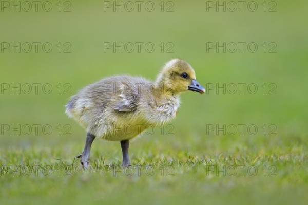 Greylag goose, graylag goose (Anser anser) cute gosling walking over grassland in spring