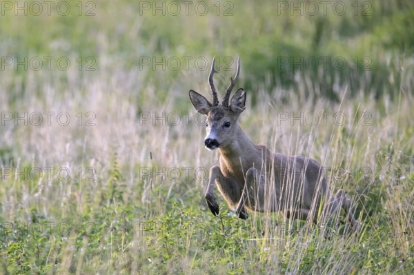 Fleeing European roe deer (Capreolus capreolus) buck, male running fast through grassland in summer