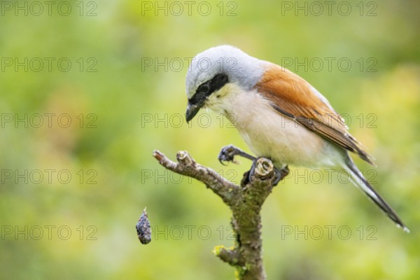 Red-backed shrike (Lanius collurio) ml Germany
