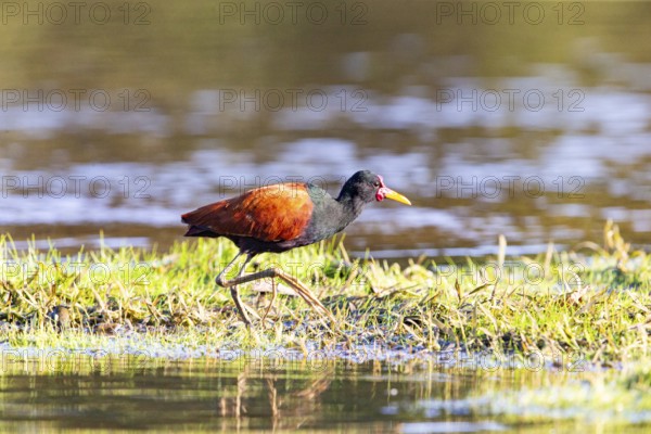 Red-fronted leaflet (Jacana jacana) Pantanal Brazil