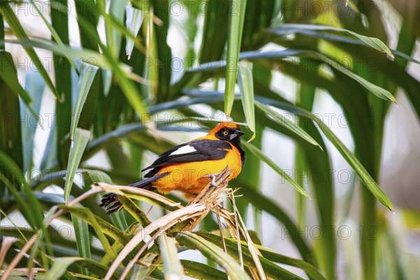 Orangetroupial (Icterus icterus) Pantanal Brazil