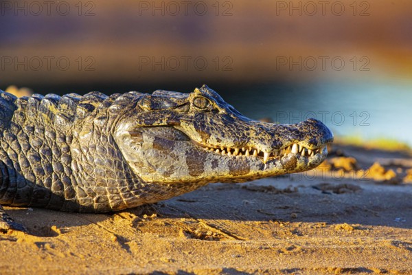 Spectacled caiman (Caiman crocodilius) Pantanal Brazil