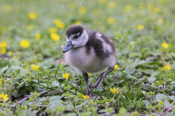 Chicks of the Nile Goose (Alopochen aegyptiaca) freshly hatched, park in spring with spring flowers. Baden-Württemberg, Germany, Europe