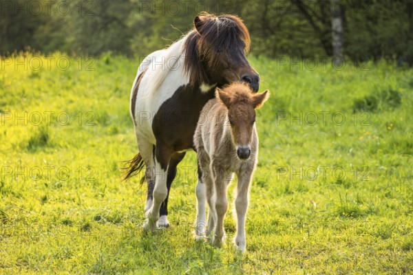 Icelandic horses in a pasture. Mare with foal. Pinto. Evening, golden hour, backlight. Germany