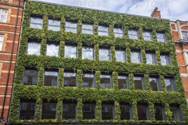 Green facade in Bloomsbury, Camden, West End, London, England, UK, Great Britain, United Kingdom, Europe