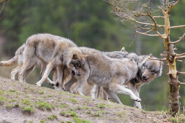 A pack of grey wolves (Canis lupus lupus) playing on a hill and showing social behaviour