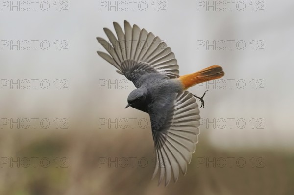 A black redstart (Phoenicurus ochruros) in a dynamic flight with outstretched wings, Hesse, Germany, Europe