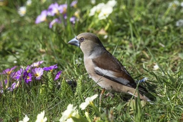 A female hawfinch (Coccothraustes coccothraustes) foraging in green grass, surrounded by purple and white primroses, Baden-Württemberg, Germany, Europe