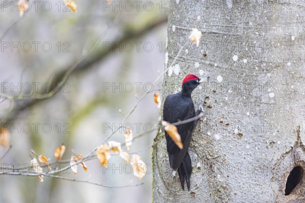 Black woodpecker (Dryocopus martius) ml Germany