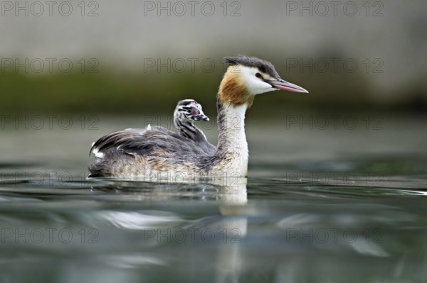 Great Crested Grebe (Podiceps Scalloped ribbonfish), with chicks in plumage swimming in the water, Lake Zug, Canton Zug, Switzerland, Europe