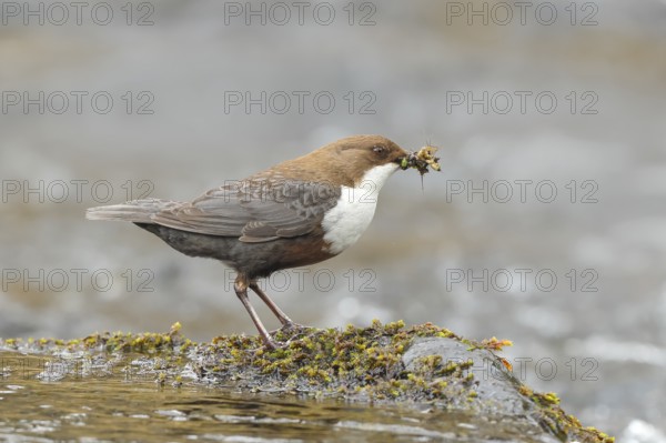 White-throated Dipper (Cinclus cinclus) on a mossy stone on the bank of a river, with caddis fly larvae in its beak, wildlife, nature photography, songbird, Ochsenmoor, Dümmer See, Lower Saxony, Germany, Europe