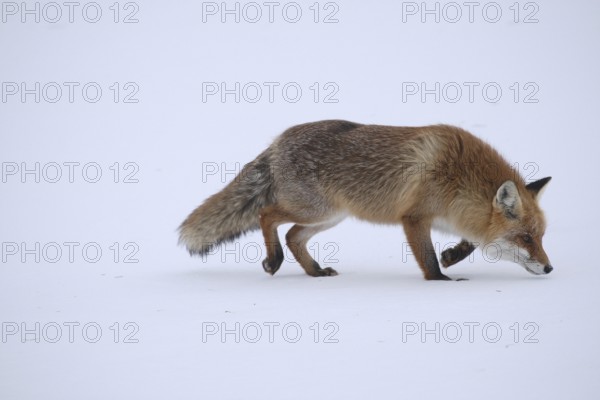 Red fox (Vulpes vulpes) looking for mice in a snow-covered meadow, Allgäu, Bavaria, Germany, Allgäu/Bavaria, Germany, Europe