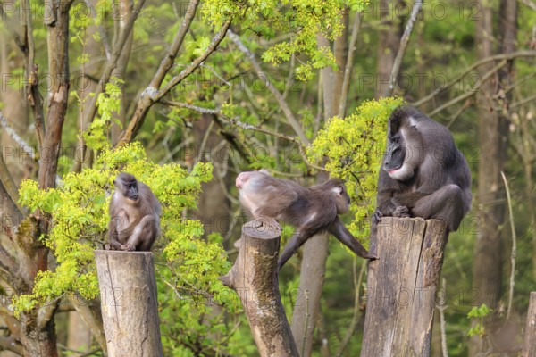 Three Drills (Mandrillus leucophaeus), a male and two females, sit high up on the three stumps of a cut tree and enjoy the early sunlight. A green forest can be seen in the background