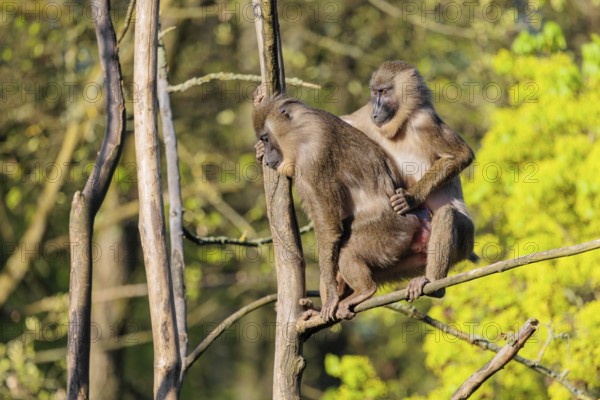 Two Drills (Mandrillus leucophaeus) mating high up in a tree. A green forest can be seen in the background