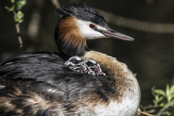 Great Crested Grebe (Podiceps Scalloped ribbonfish) with juveniles, Emsland, Lower Saxony, Germany, Europe
