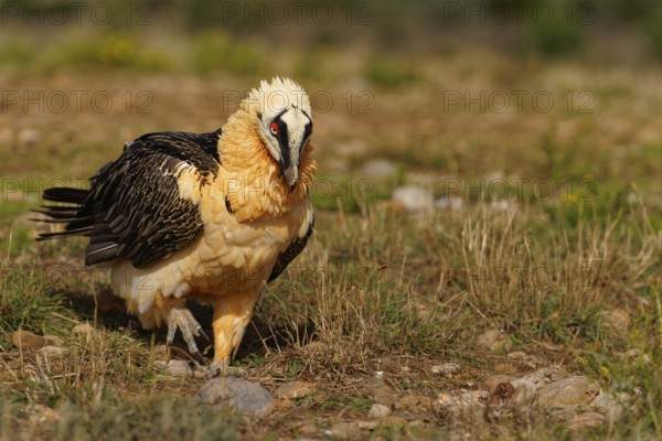 Old bearded vulture (Gypaetus barbatus), foraging, portrait, Catalonia, Pyrenees, Spain, Europe