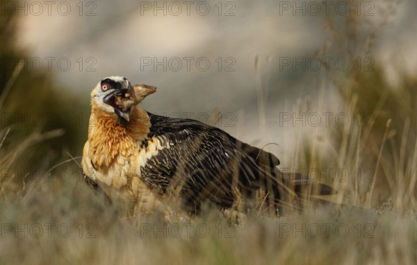 Old bearded vulture (Gypaetus barbatus), sheep's foot, hoof, fur remains, Catalonia, Pyrenees, Spain, Europe